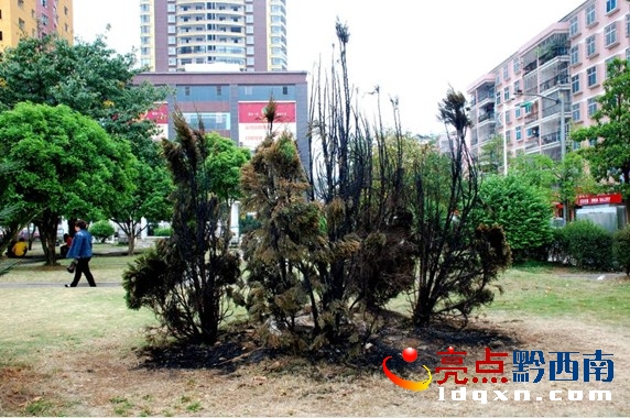 興義市坪東廣場幾棵柏枝樹被燒毀