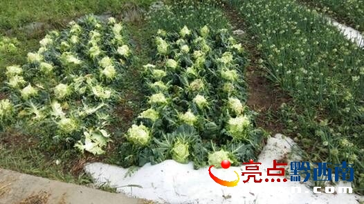 圖為安龍受災(zāi)情況.jpg