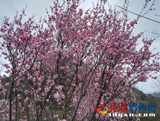 梅花.jpg