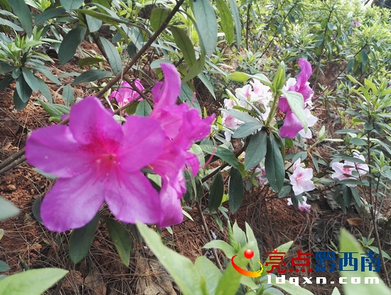 杜鵑花.jpg