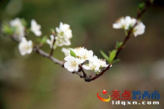 李子花開(kāi).jpg