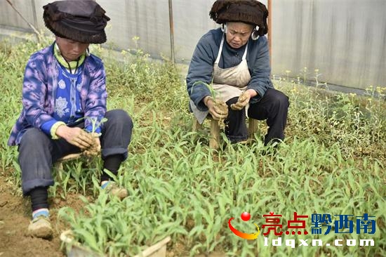 圖二為銅鼓村合作社社員正抓緊取苗移栽種植1.jpg