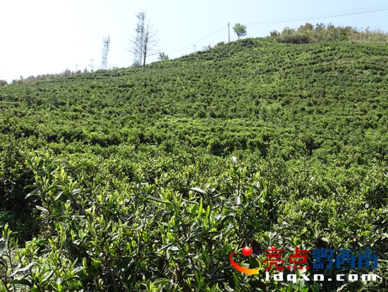 茶樹吐新芽.JPG