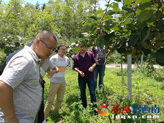 王平鎮(zhèn)長(zhǎng)實(shí)地查看獼猴桃種植基地情況.jpg
