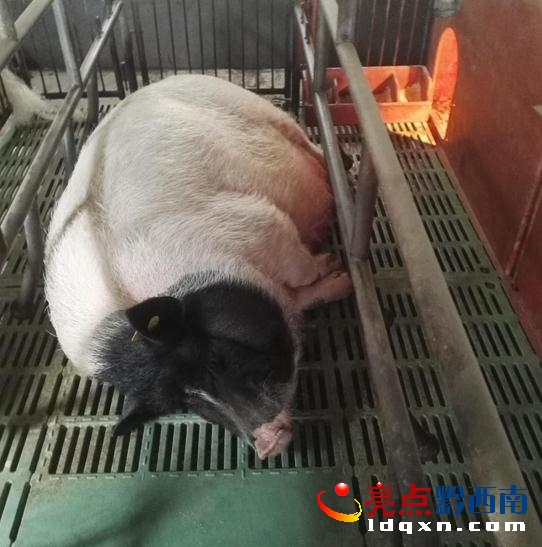 繁殖香豬.jpg