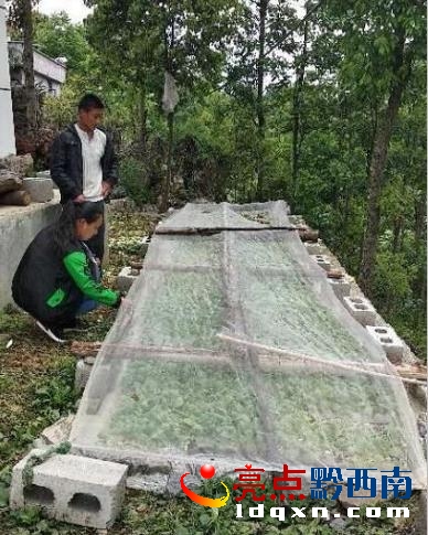 圖為吳桂芳在查看烤煙生長情況_看圖王.jpg