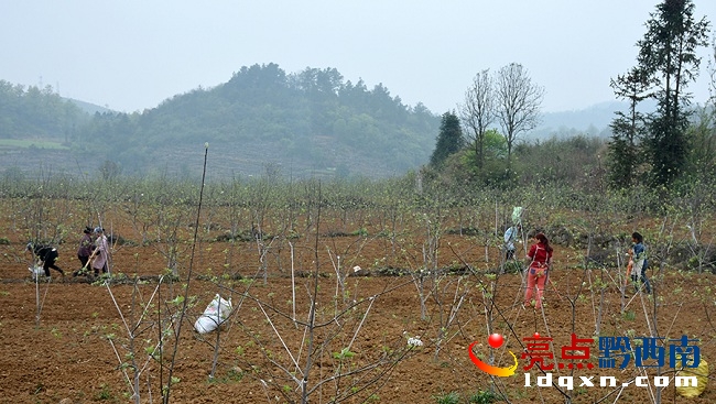圖為蘋果基地一片繁忙景象.jpg