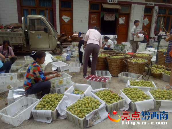 圖為客商在收購四月李 陶汝彬攝 .png