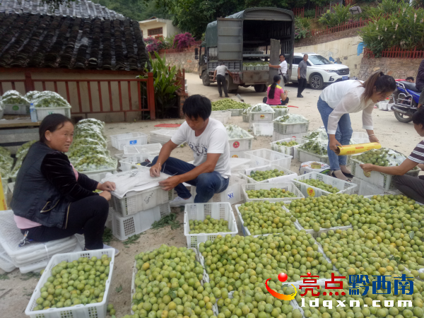 圖為收購商打包運送 陶汝彬攝.png